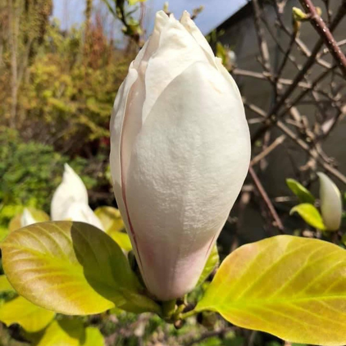 Magnolia x soulangeana Brozzoni 3
