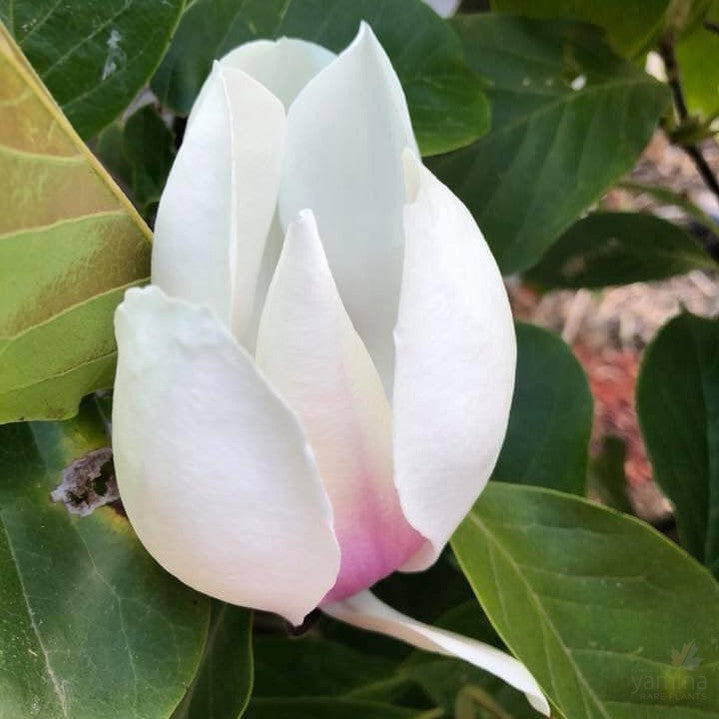 Magnolia x soulangeana Brozzoni 4