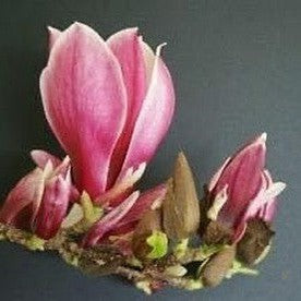 Magnolia x soulangeana Burgundy Glow 1