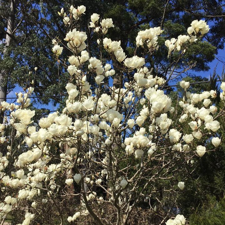 Magnolia x soulangeana Lennei Alba 1