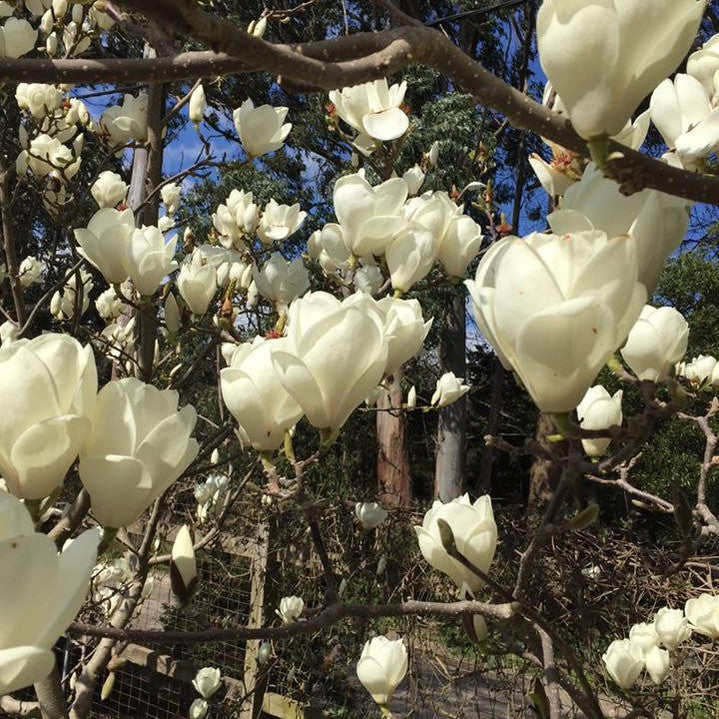 Magnolia x soulangeana Lennei Alba 2