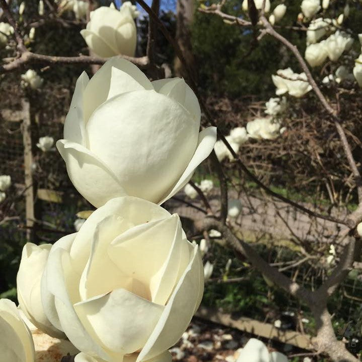 Magnolia x soulangeana Lennei Alba 3