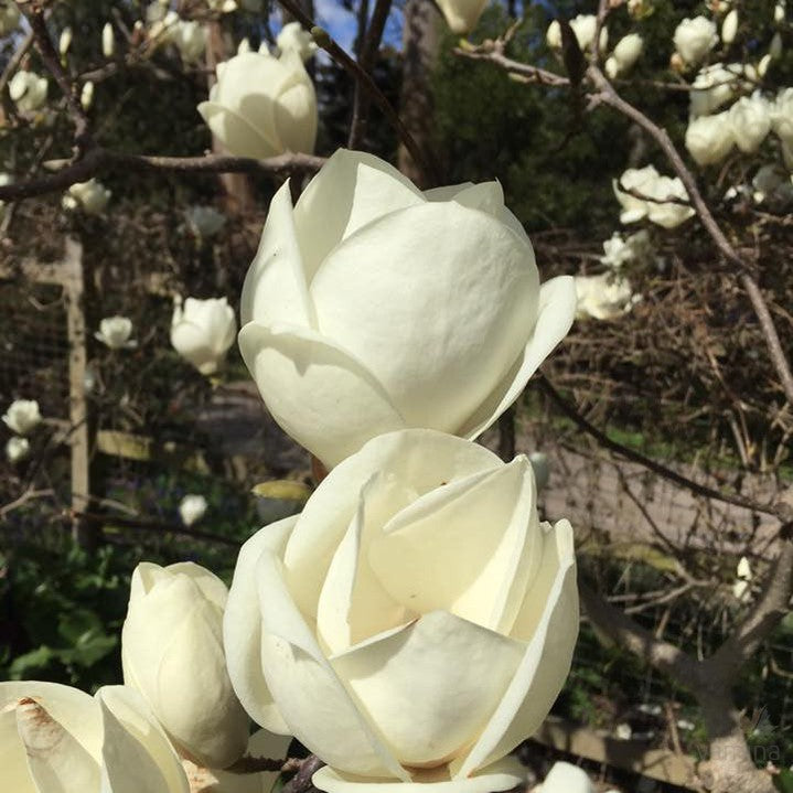Magnolia x soulangeana Lennei Alba 5