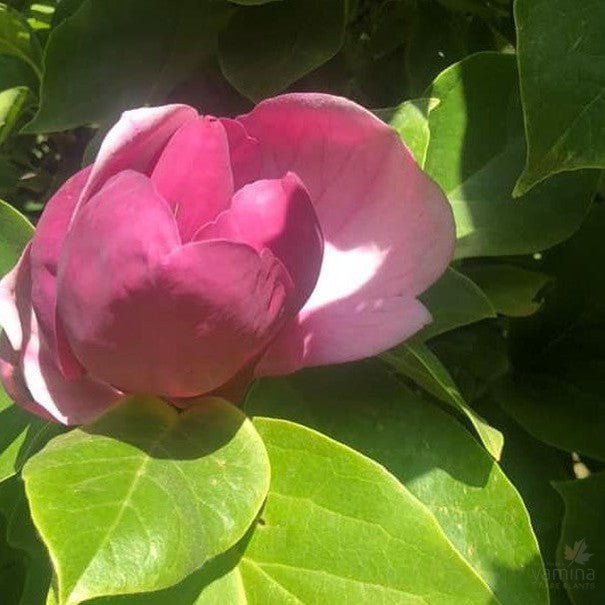 Magnolia x soulangeana Lennei (Saucer Magnolia) 1