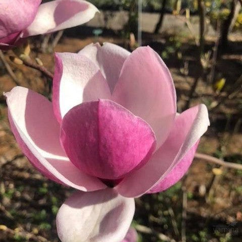Magnolia x soulangeana Rustica Rubra 1