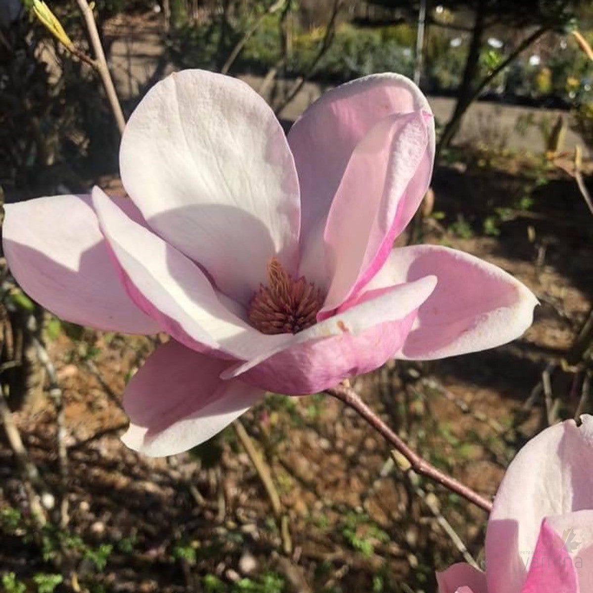 Magnolia x soulangeana Rustica Rubra 2