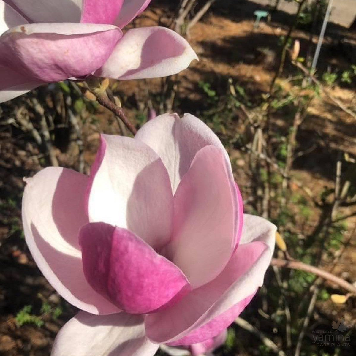 Magnolia x soulangeana Rustica Rubra 3