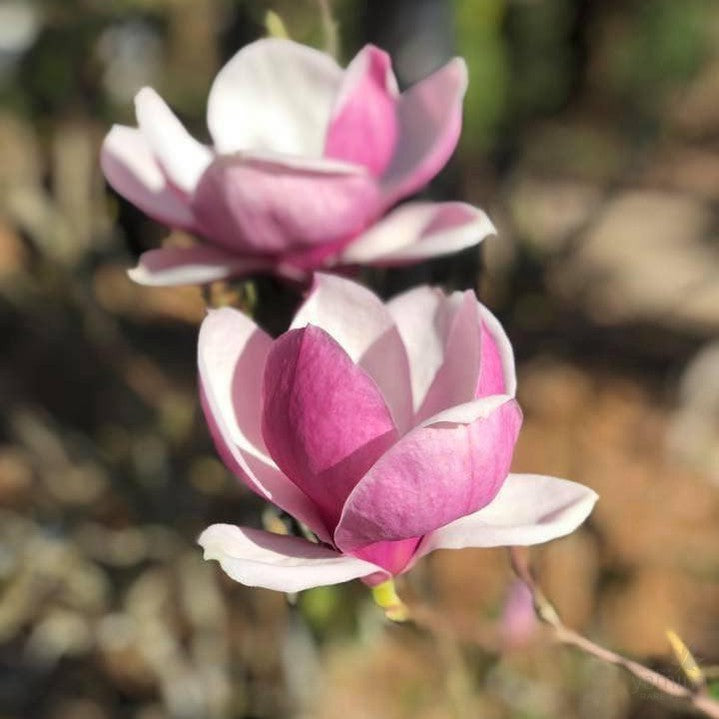 Magnolia x soulangeana Rustica Rubra 4