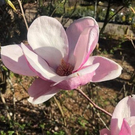 Magnolia x soulangeana Rustica Rubra 5