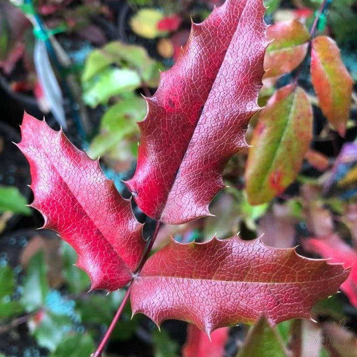 Mahonia aquifolium (Oregon Grape) 1