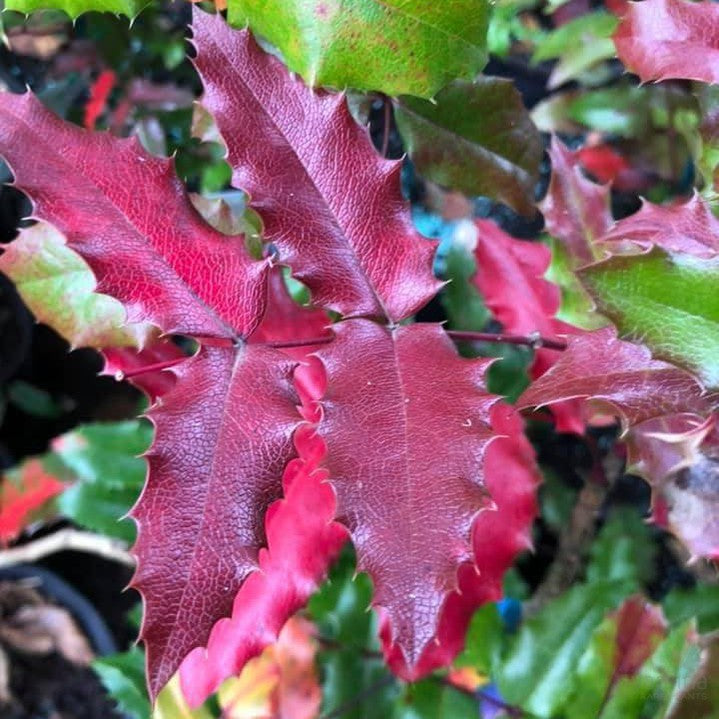 Mahonia aquifolium (Oregon Grape) 2