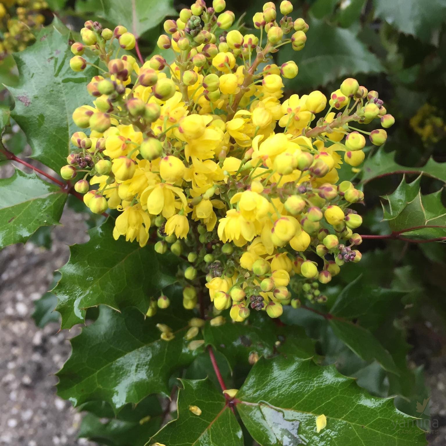 Mahonia aquifolium (Oregon Grape) 3