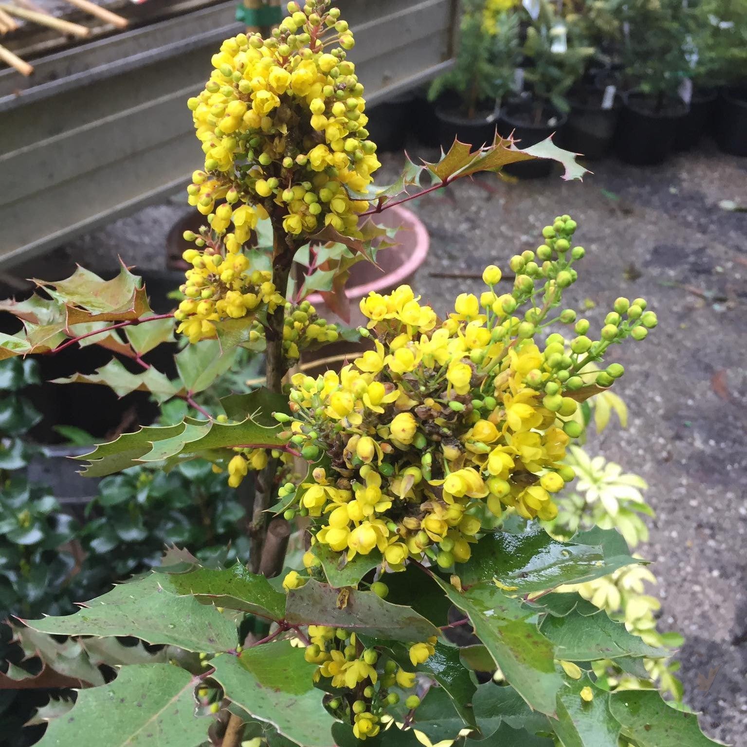 Mahonia aquifolium (Oregon Grape) 4