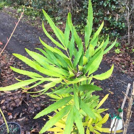 Mahonia fortunei 1