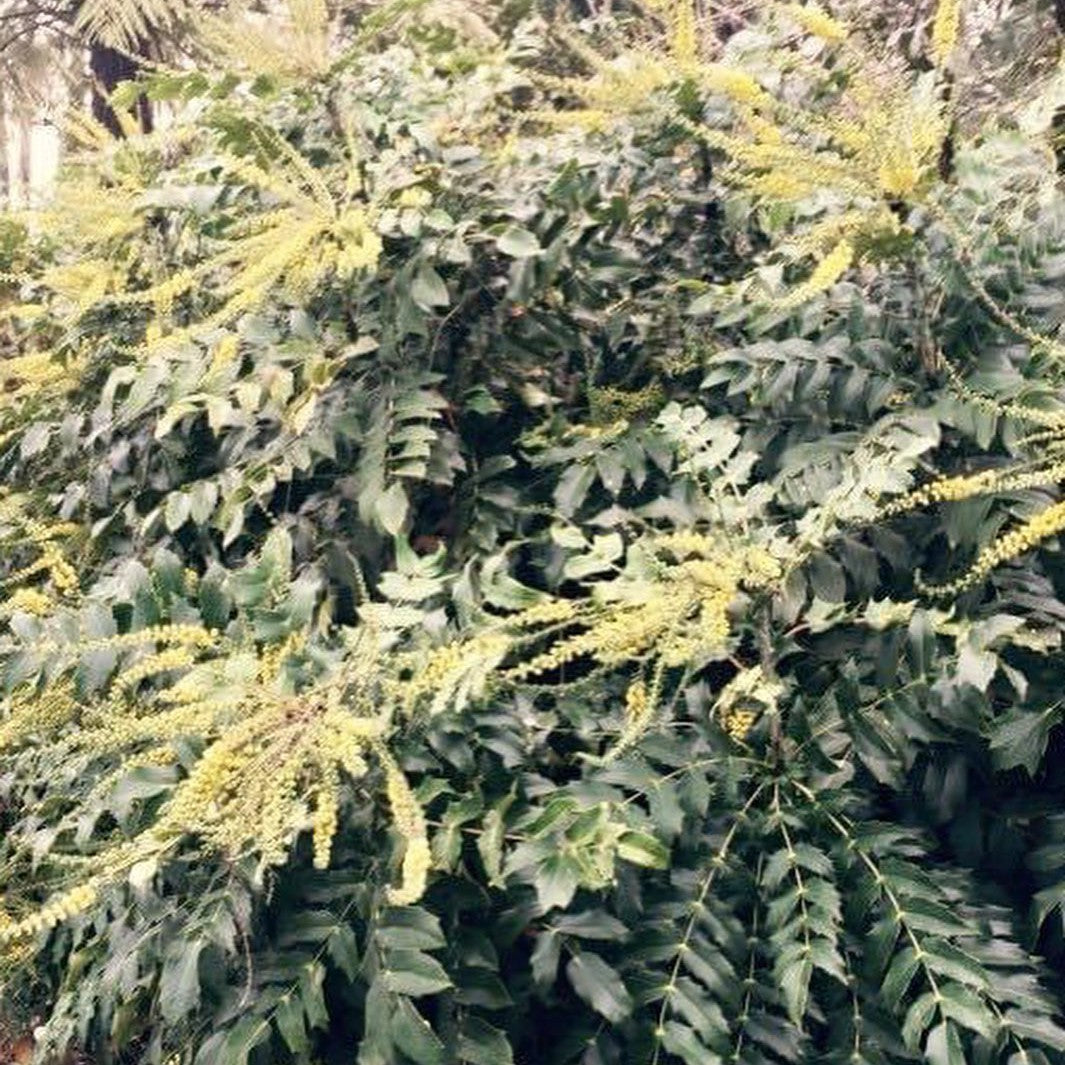 Mahonia japonica 2