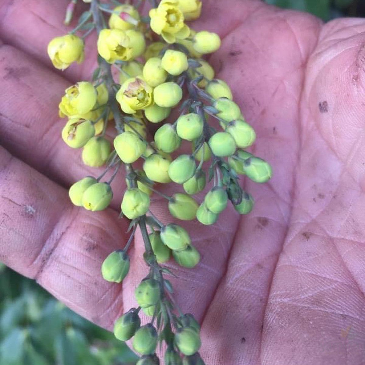 Mahonia japonica 3