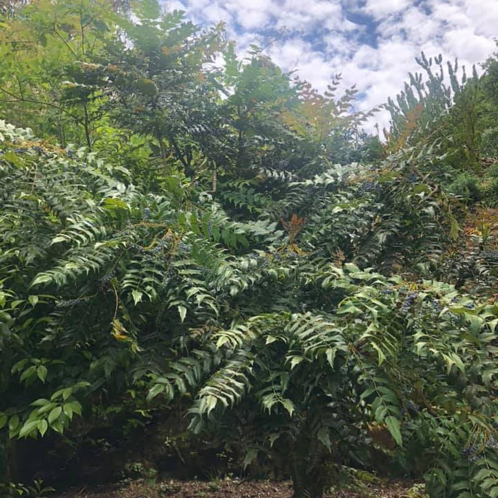 Mahonia japonica 5