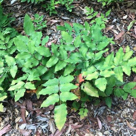 Mahonia x wagneri Moseri 3