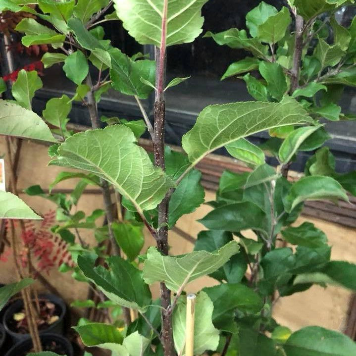 Malus John Downie 1