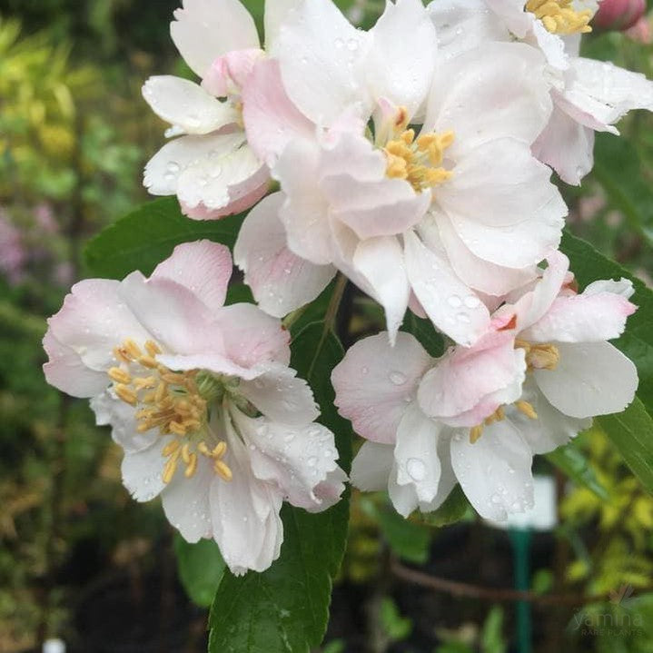Malus ioensis Plena 3