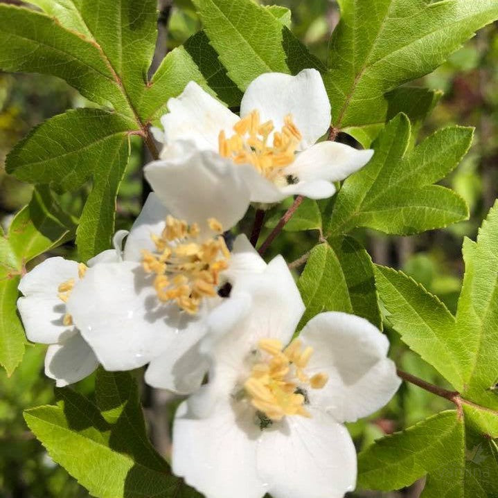 Malus trilobata 1