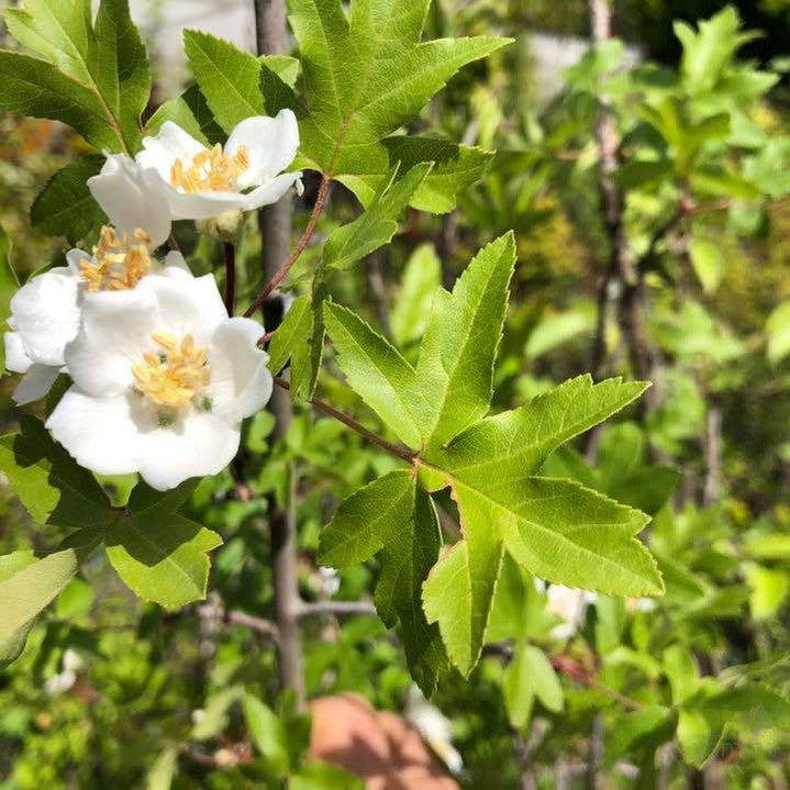 Malus trilobata 2