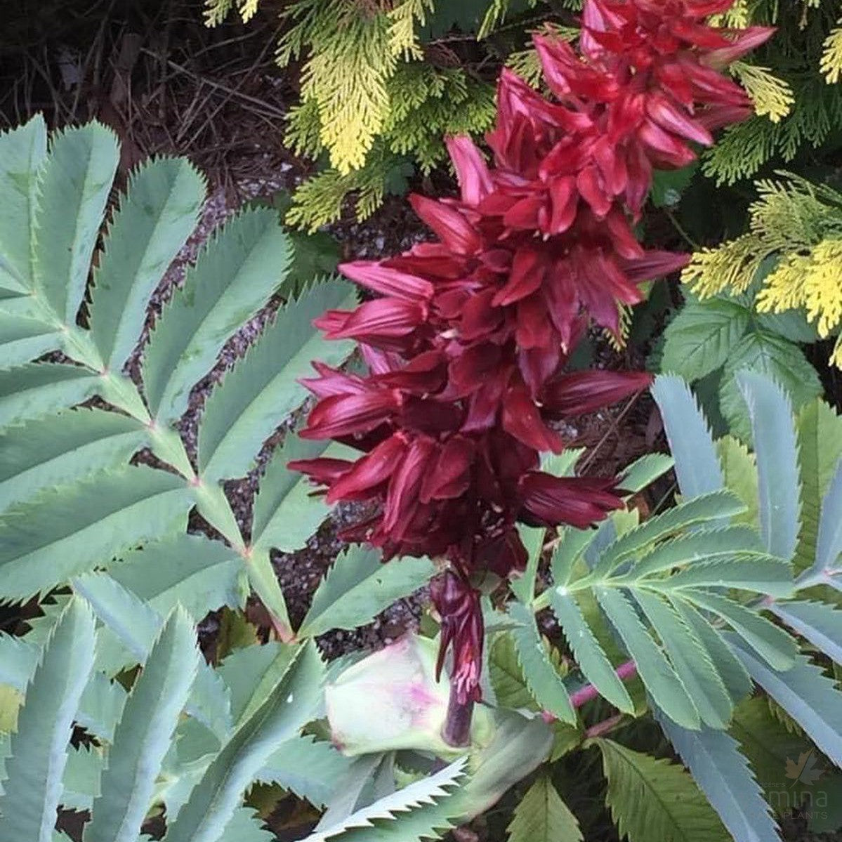 Melianthus major