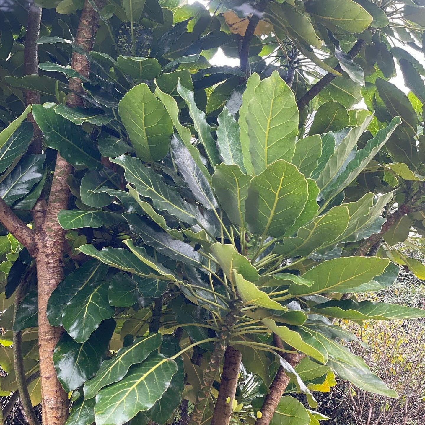 Meryta sinclairii 2