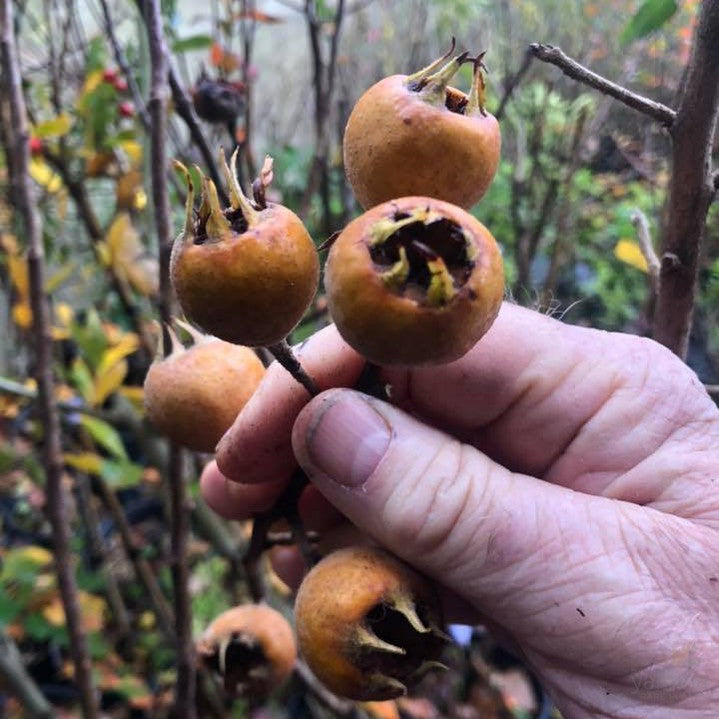 Mespilus germanica Dutch 1