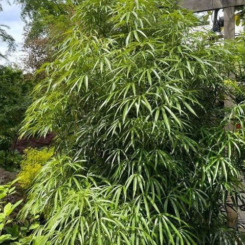 Metapanax delavayi 1