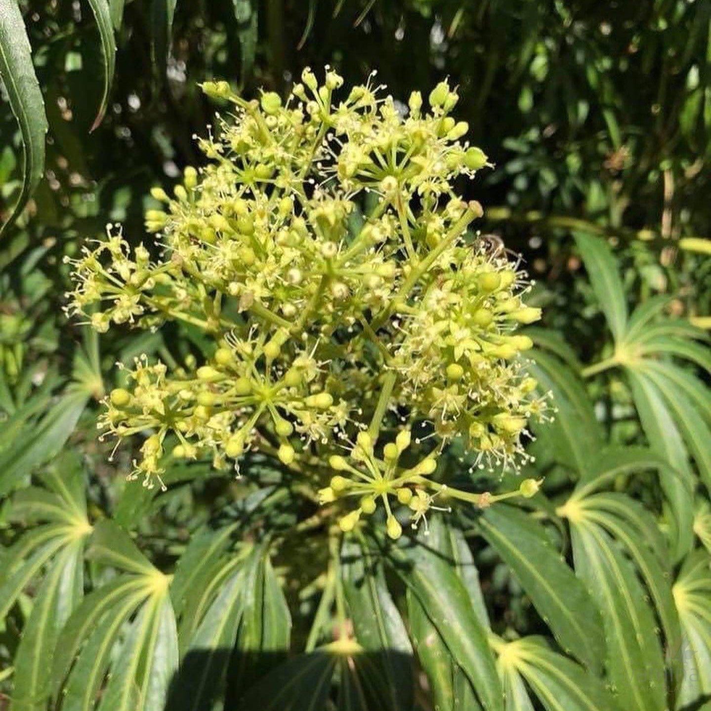 Metapanax delavayi 2