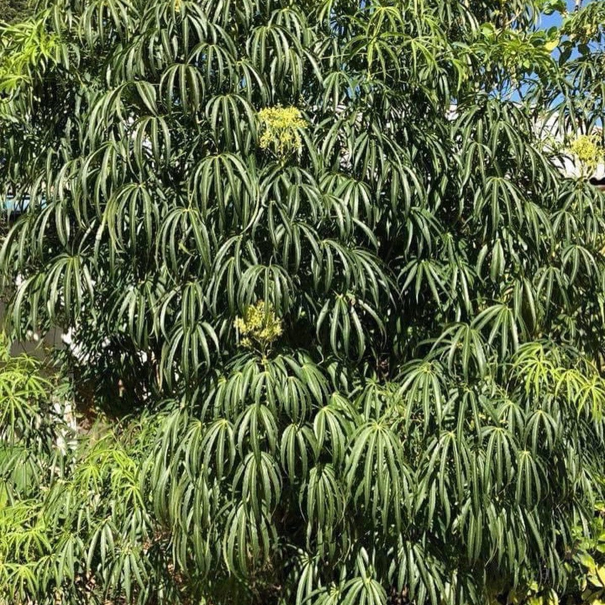 Metapanax delavayi 3