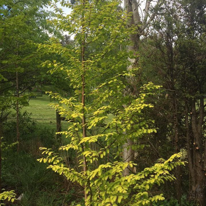 Metasequoia glyptostroboides Ogon (syn Gold Rush) 3