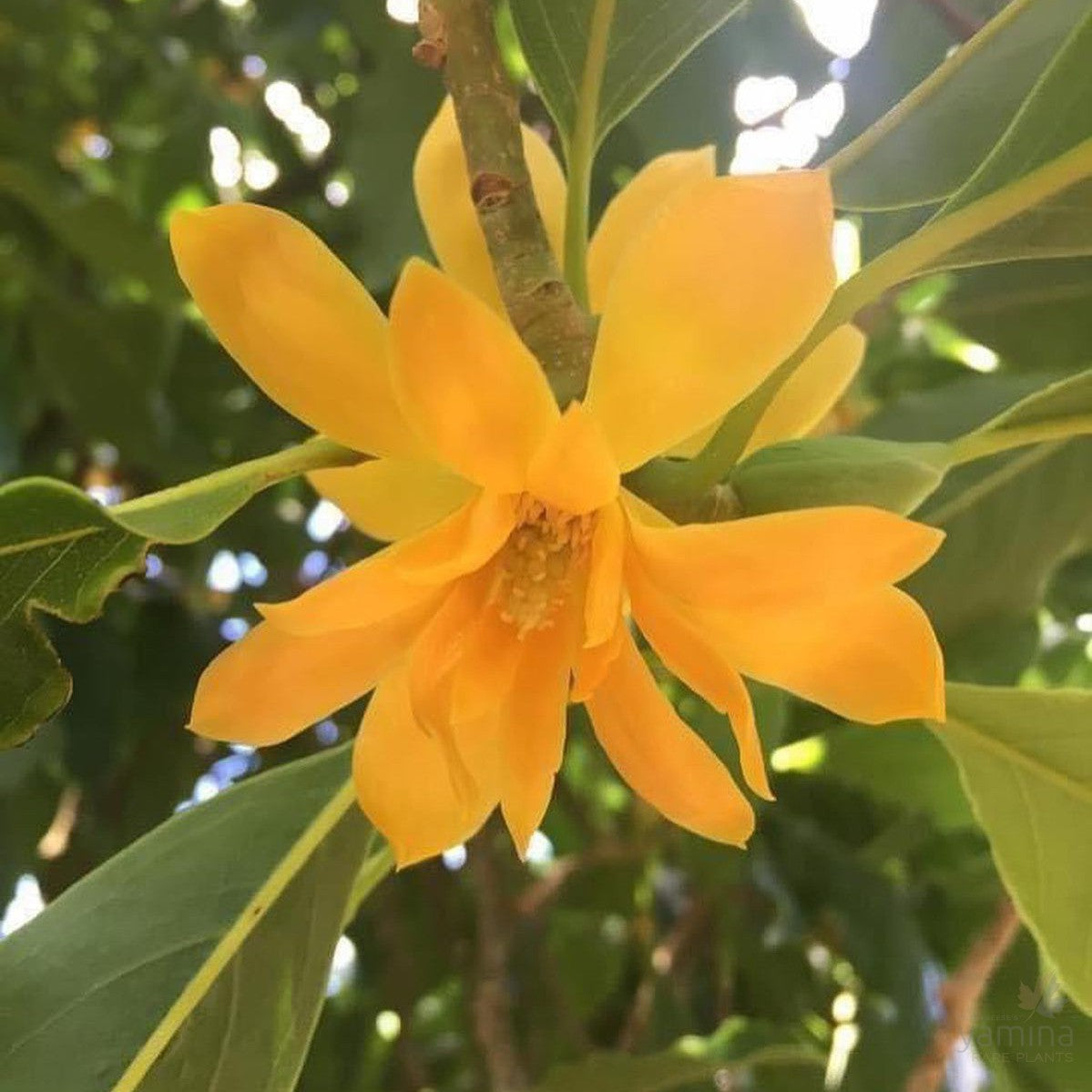 Michelia champaca