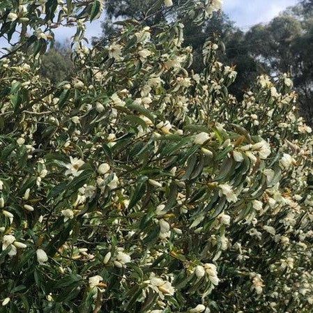 Michelia doltsopa 3
