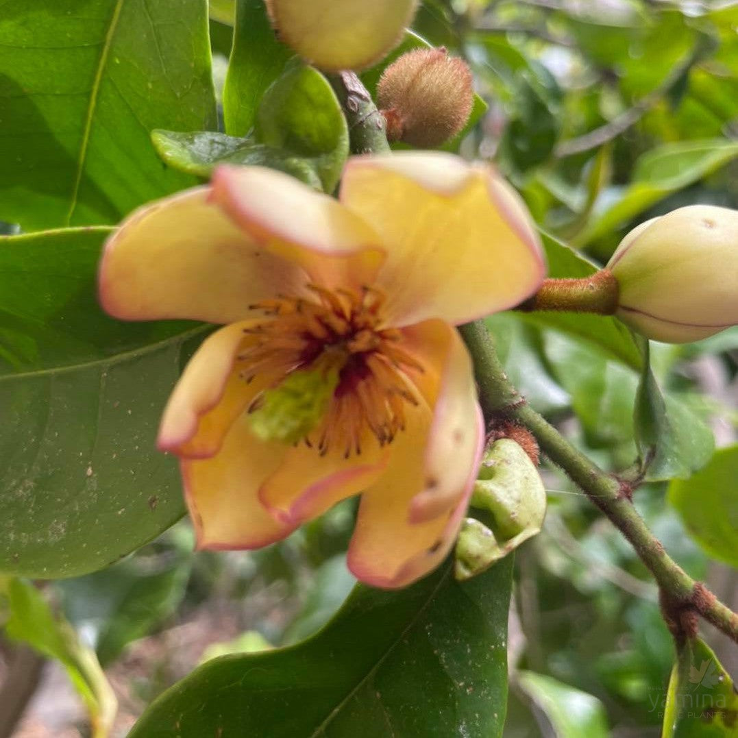 Michelia figo Coco-Yamina Rare Plants