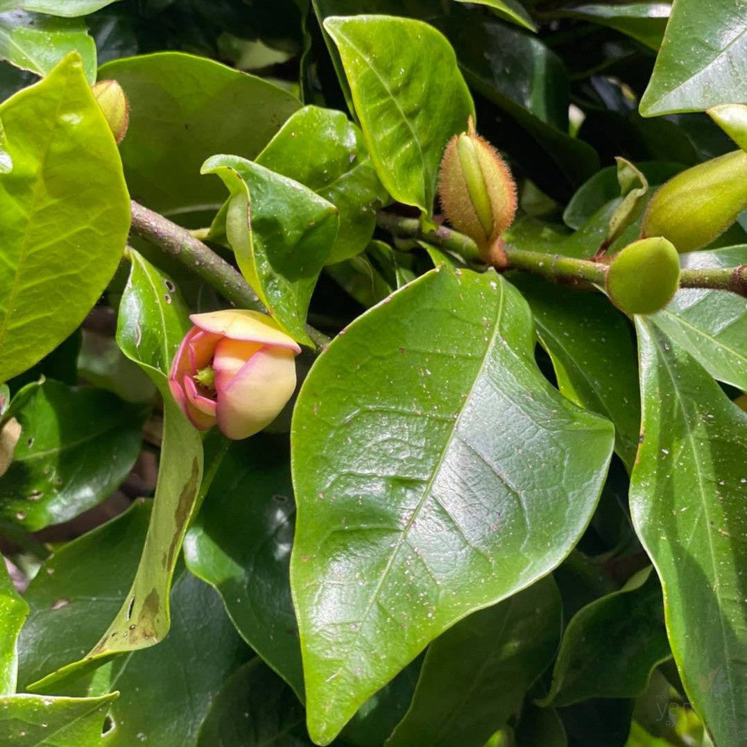 Michelia figo 3