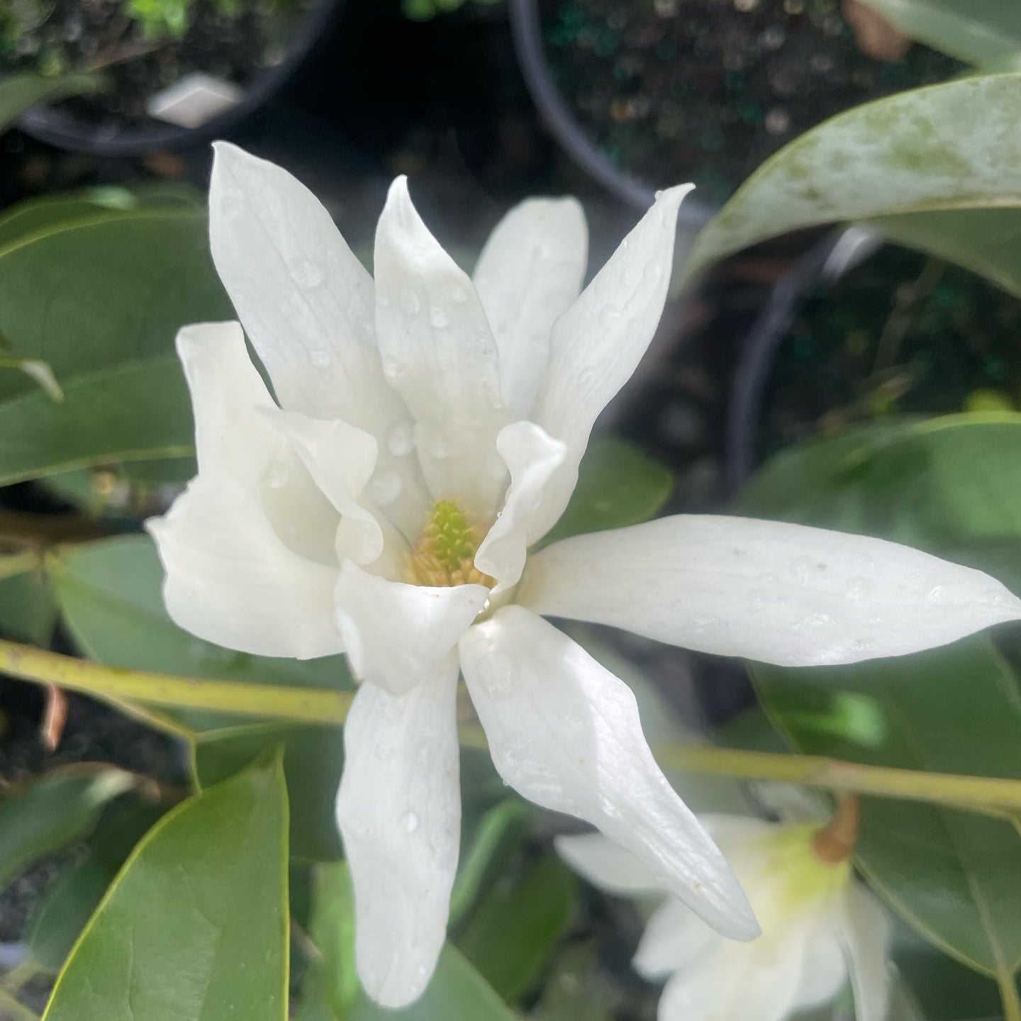 Michelia floribunda (Ban Kwang) 2