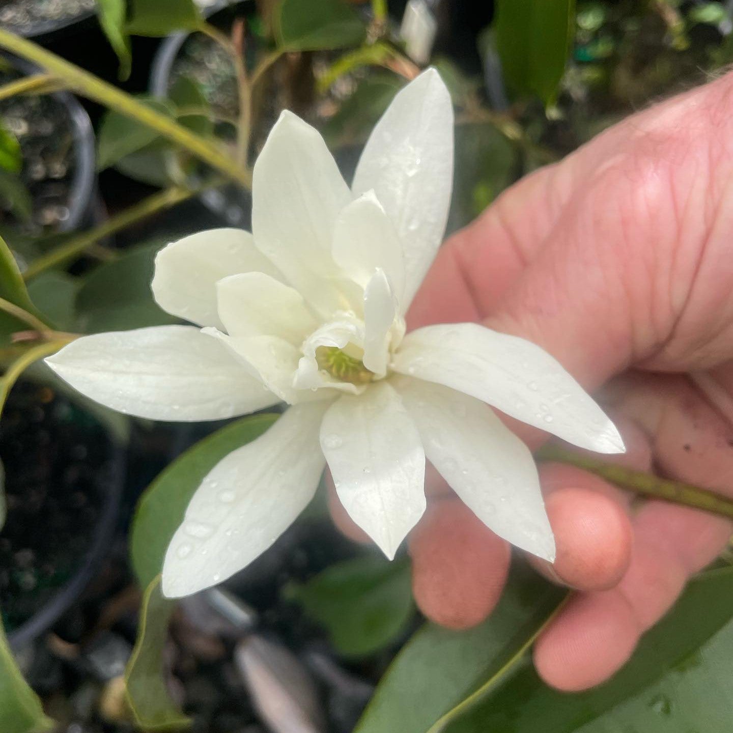 Michelia floribunda (Ban Kwang) 3