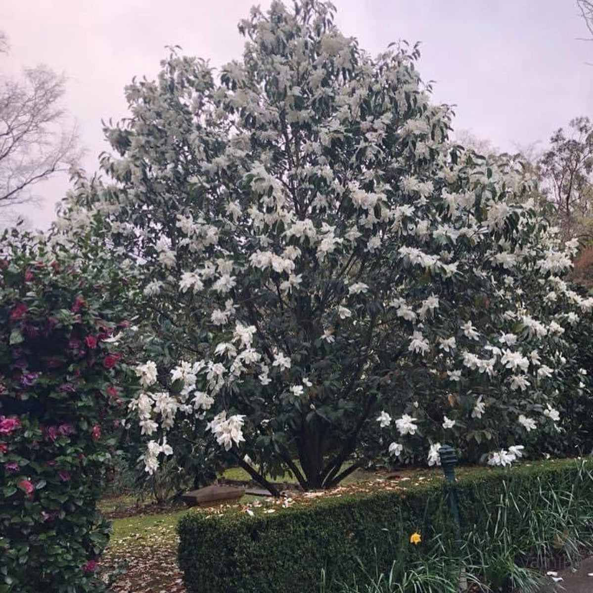 Michelia maudiae 2