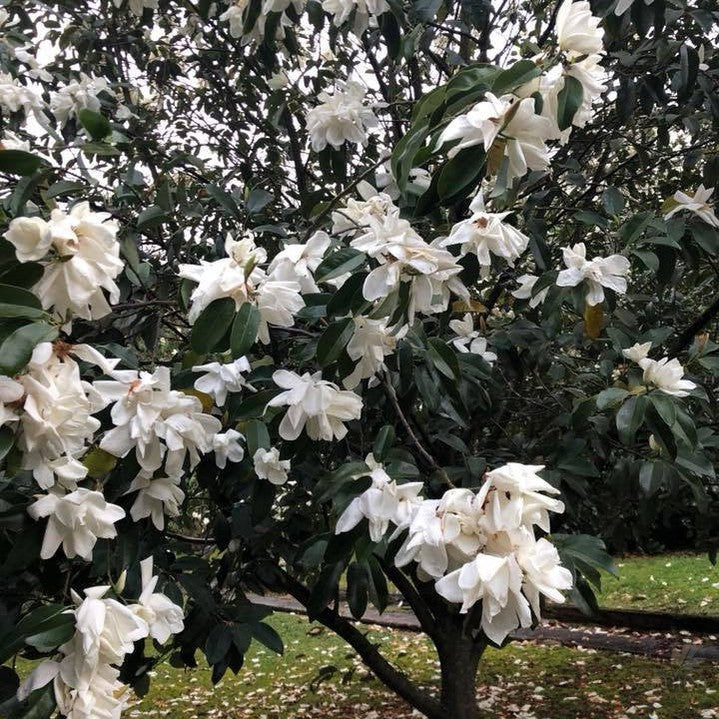 Michelia maudiae 7