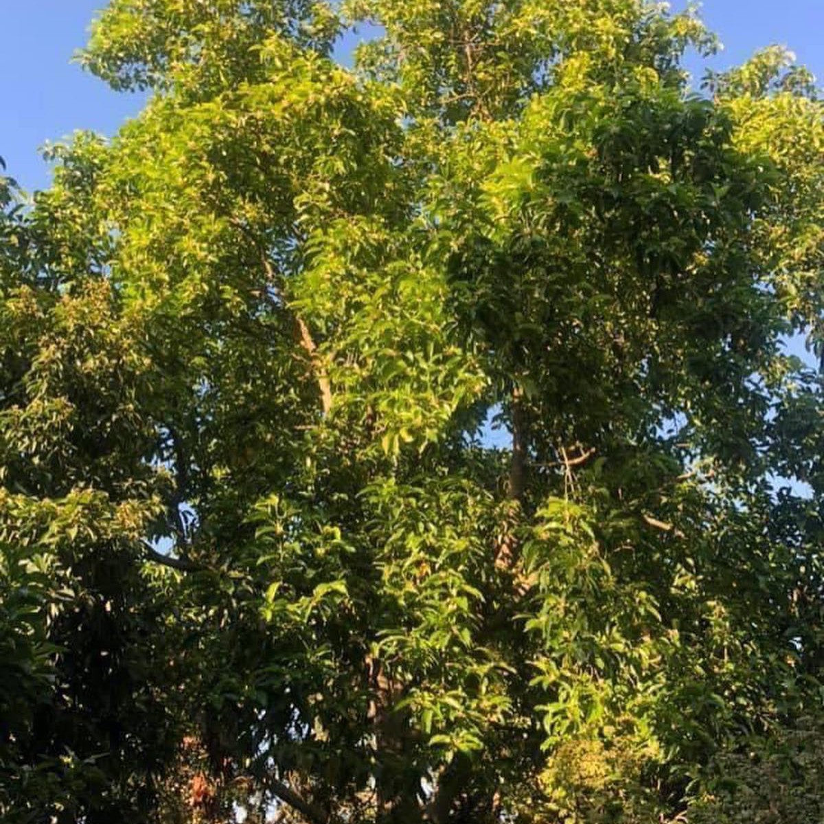 Michelia x alba (Bai Lan) 2