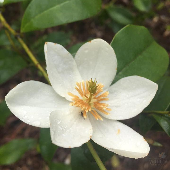 Michelia yunnanensis Fairy Wand