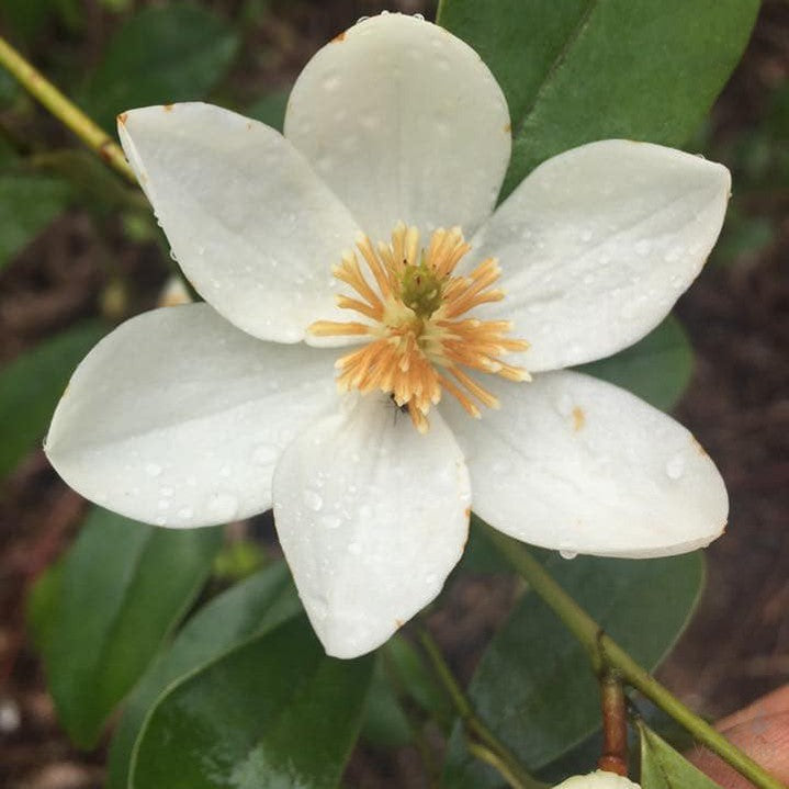 Michelia yunnanensis Scented Pearl 1