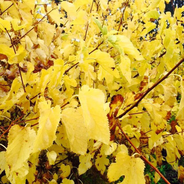 Morus alba 1