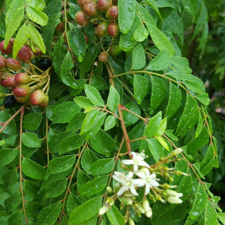 Murraya koenigii (Curry Tree) 2