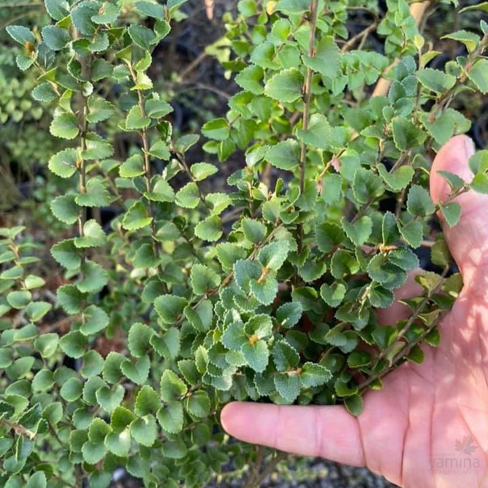 Nothofagus cunninghamii