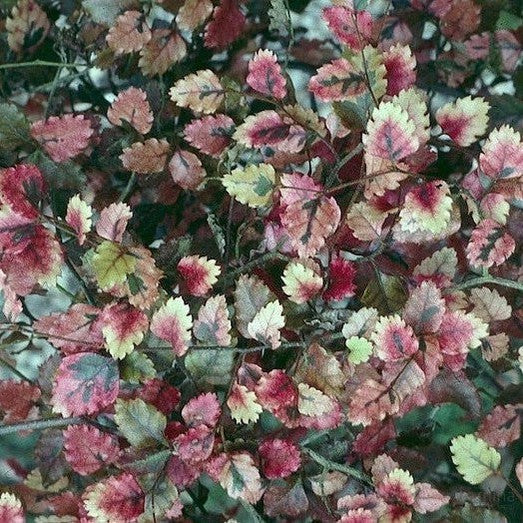 Nothofagus fusca 1
