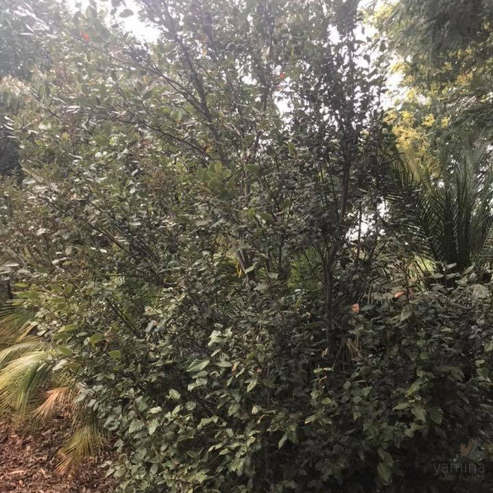 Nothofagus moorei 1