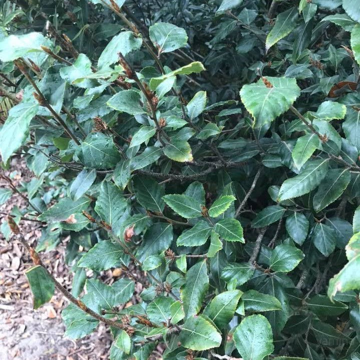 Nothofagus moorei 2
